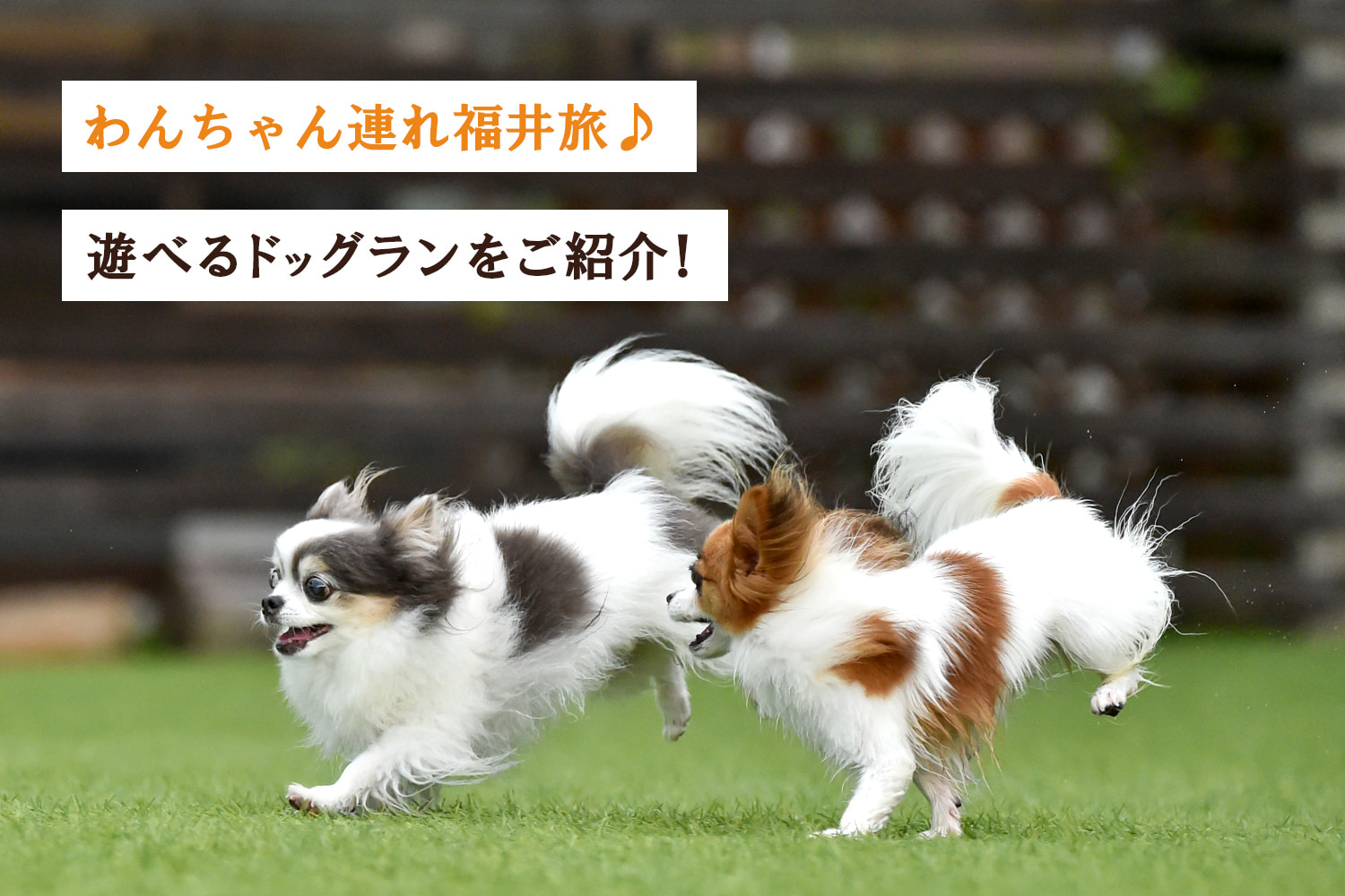 わんちゃん連れ福井旅♪遊べるドッグランをご紹介！